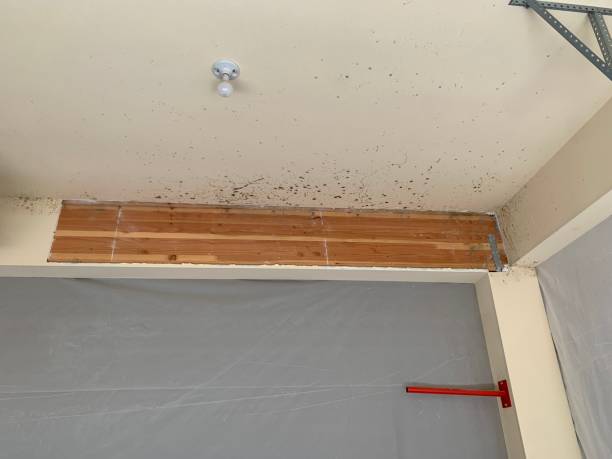 Asbestos and Lead Testing During Mold Inspection